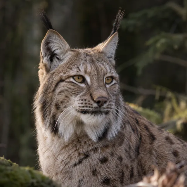 Eurasian Lynx — portrait. An intimate encounter. Generated wildlife image.